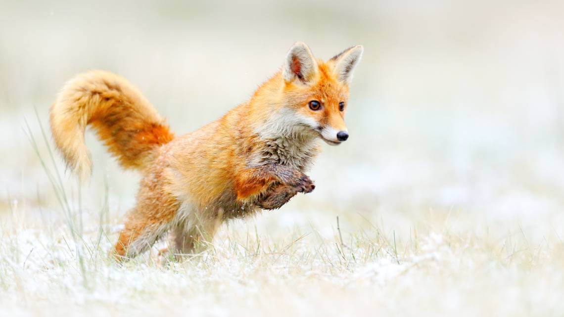 Tierfotografie: Fuchs